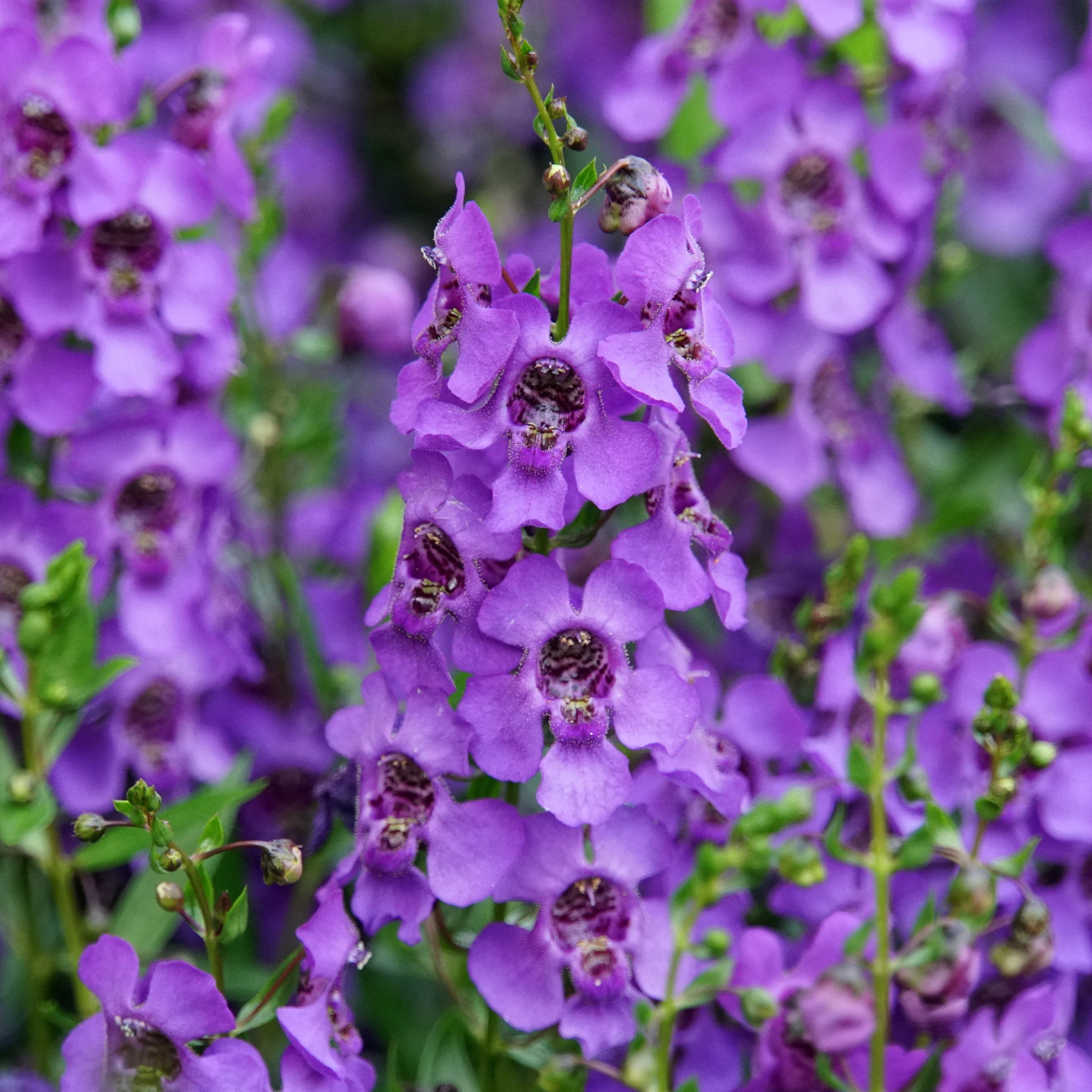 Angelonia blue - Angélonia bleue - Plantes à fleurs