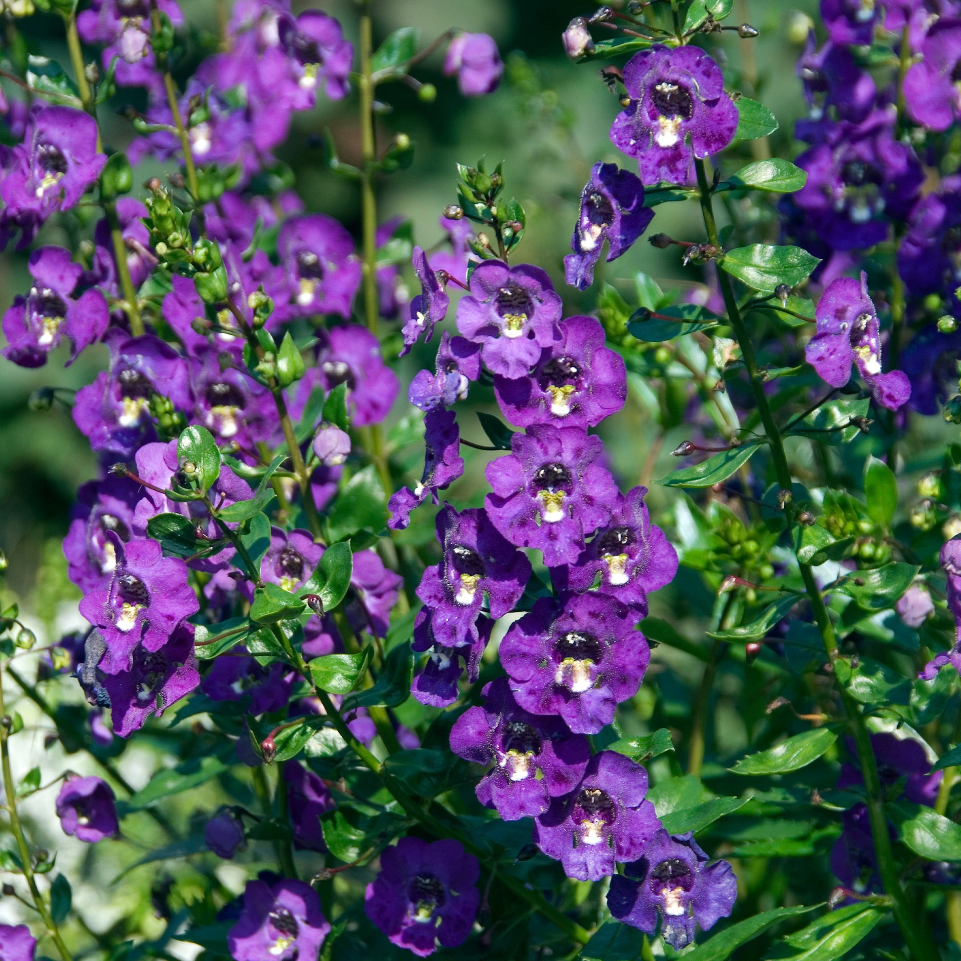 Angélonia bleue - Angelonia blue - Bakker