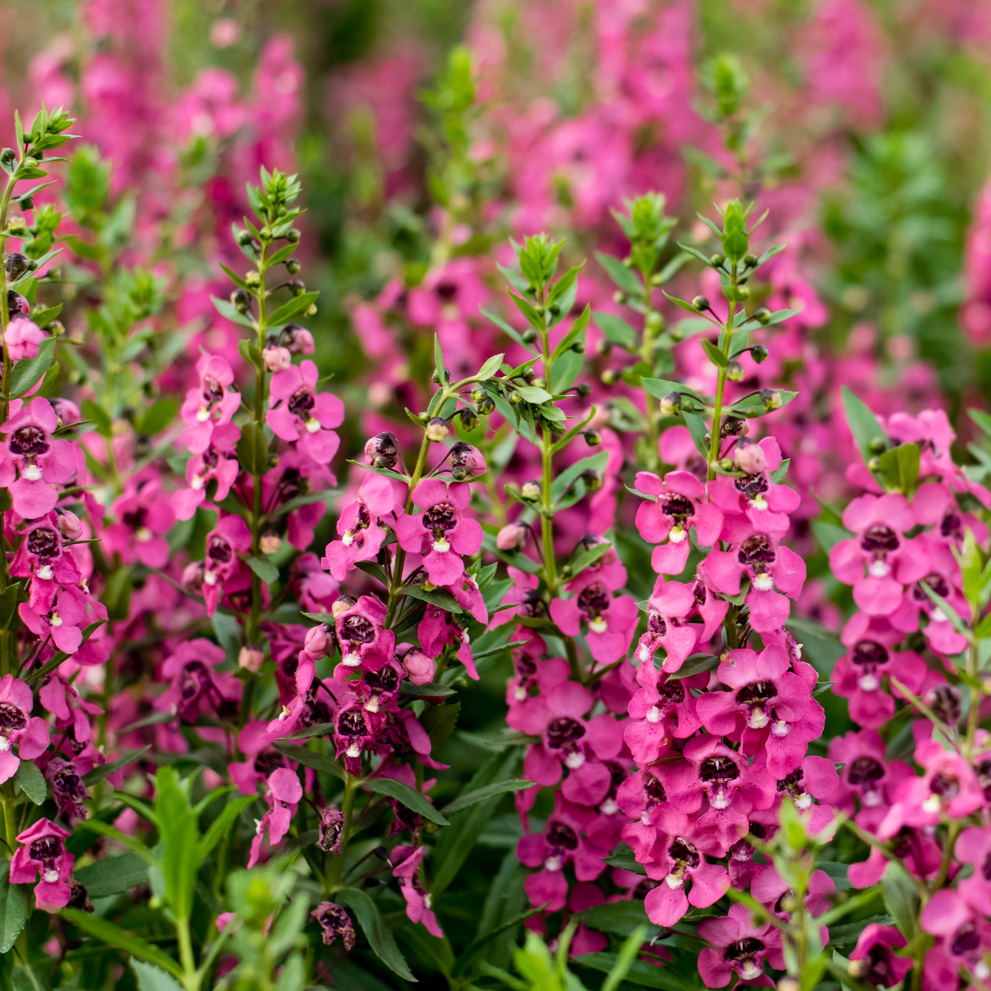 Angélonia rose - Angelonia pink - Bakker