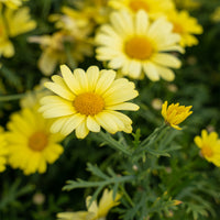 Anthémis Grandaisy ® Gold - Argyranthemum Grandaisy ® Gold - Bakker