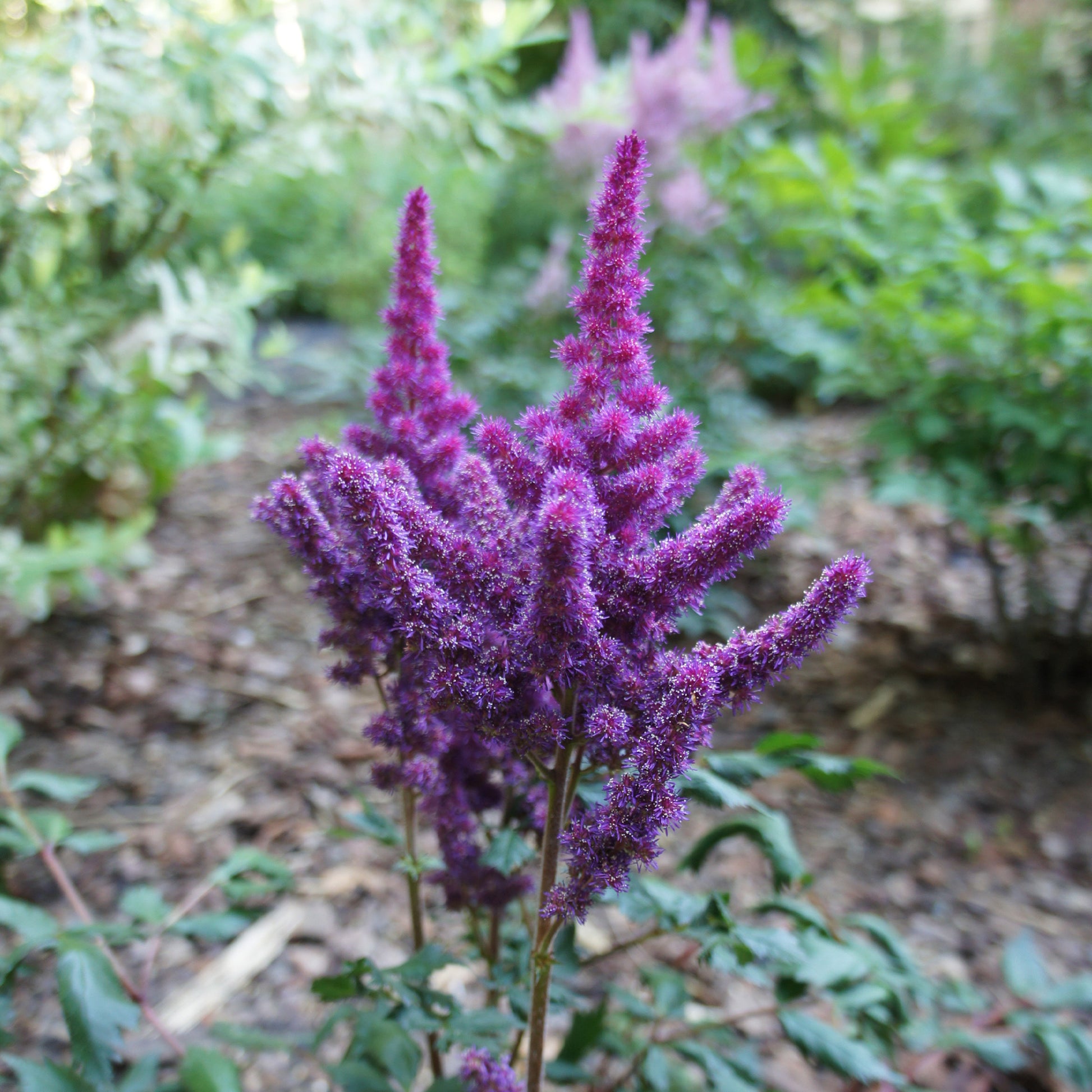 Astilbe Little Visions in Purple®  - Astilbe chinensis Little Vision in Purple ® - Bakker