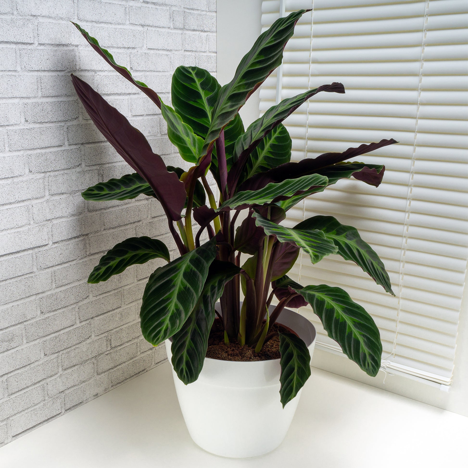 Calathéa Warscewiczii - Calathea warscewiczii - Bakker