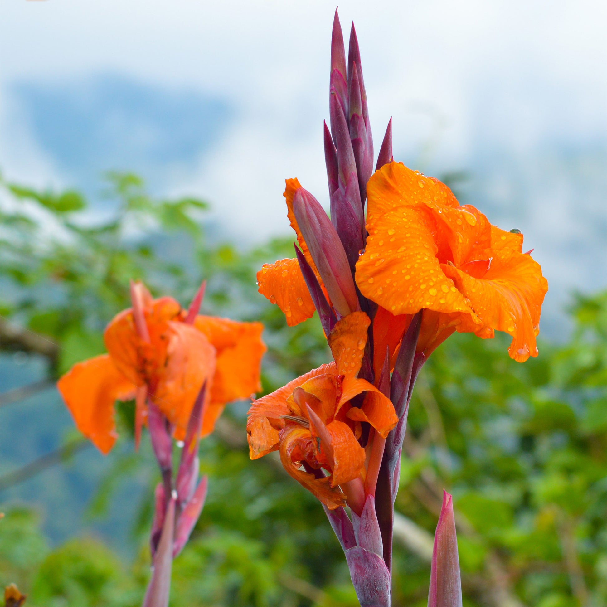 Canna Durban - Bakker