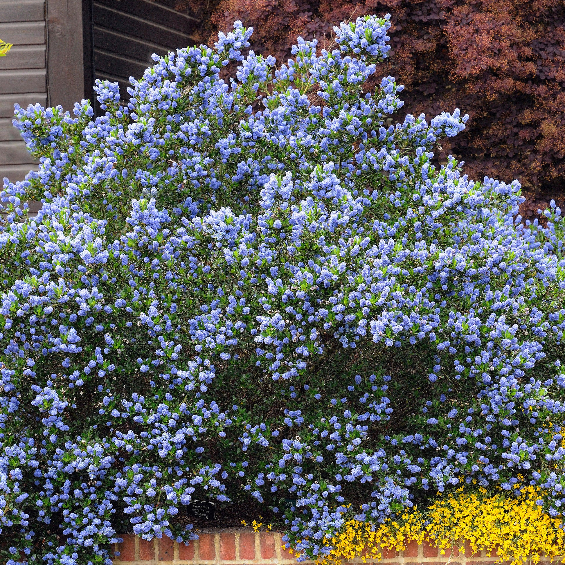 Ceanothus thyrsiflorus Skylark - Céanothe Skylark - Arbustes fleuris