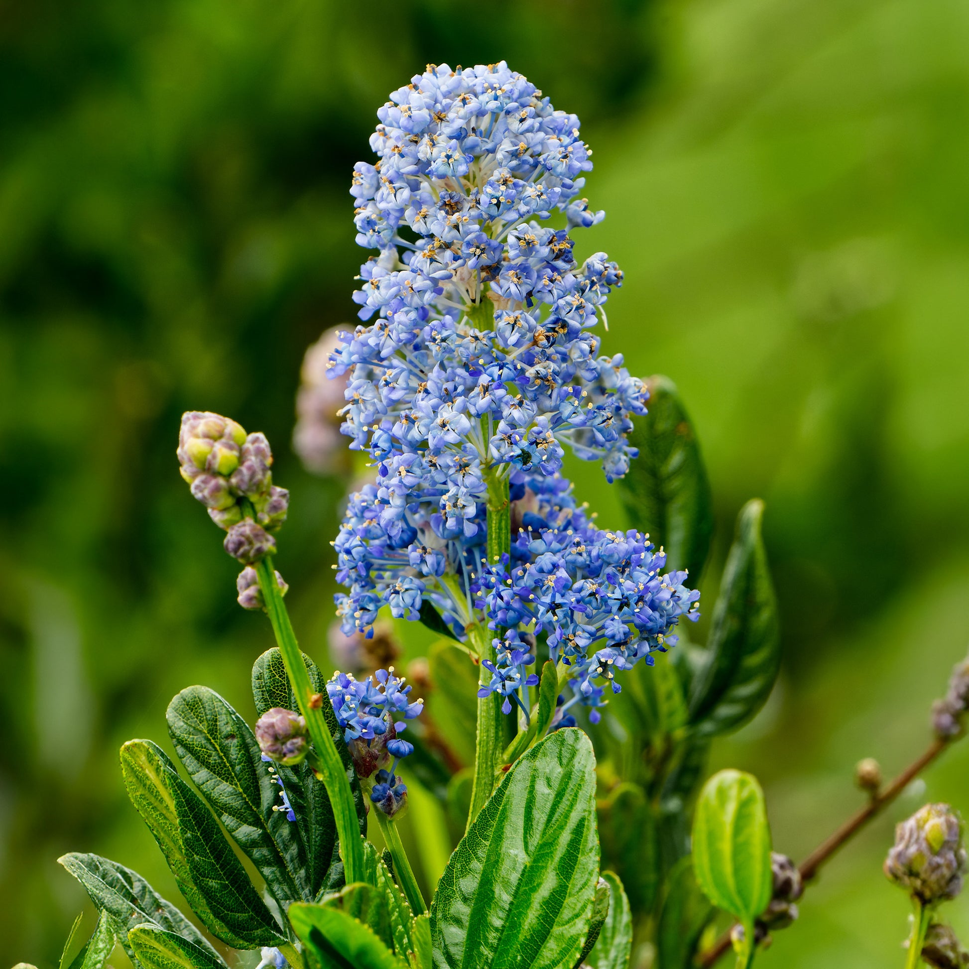 Céanothe Skylark - Ceanothus thyrsiflorus Skylark - Bakker