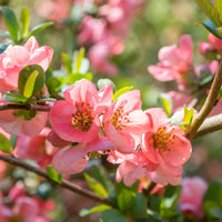 Cognassier du Japon Pink Lady - Bakker
