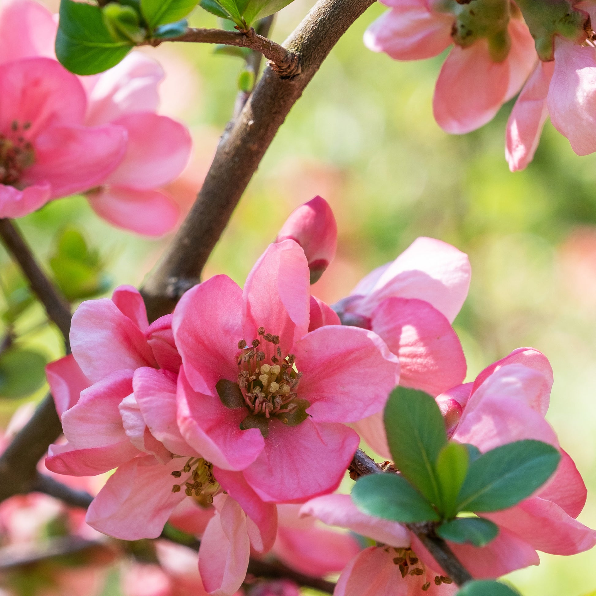 Cognassier du Japon Pink Lady - Chaenomeles x superba Pink Lady - Bakker