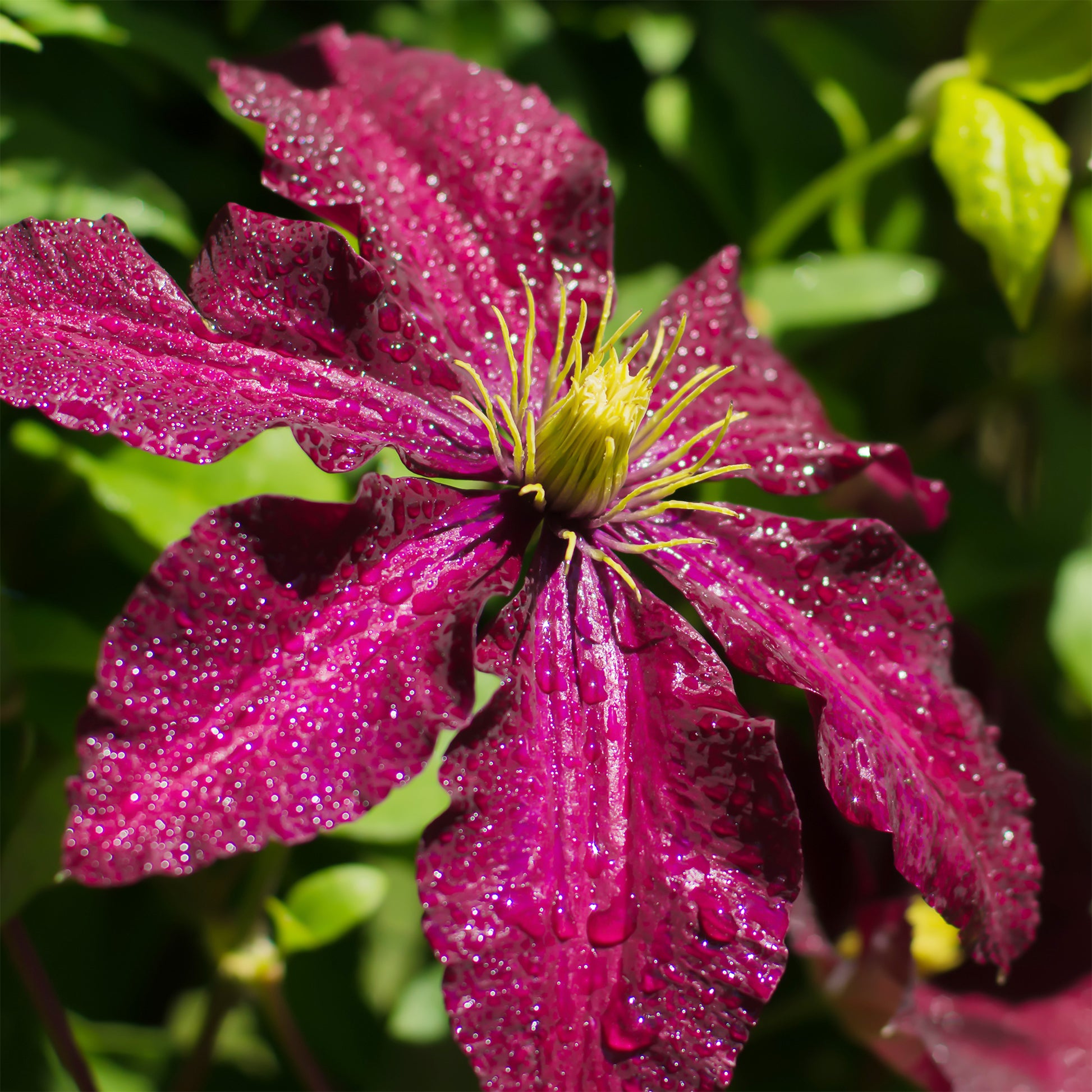 Clematis Niobe - Clématite Niobe - Clématite