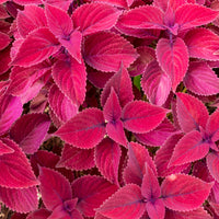 Coleus Red Head - Coleus Redhead - Bakker