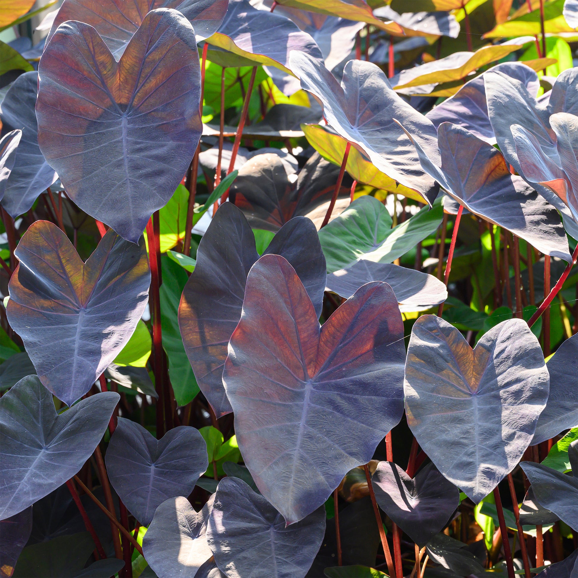 Colocasia Black Magic - Colocasia rubra Black Magic - Bakker