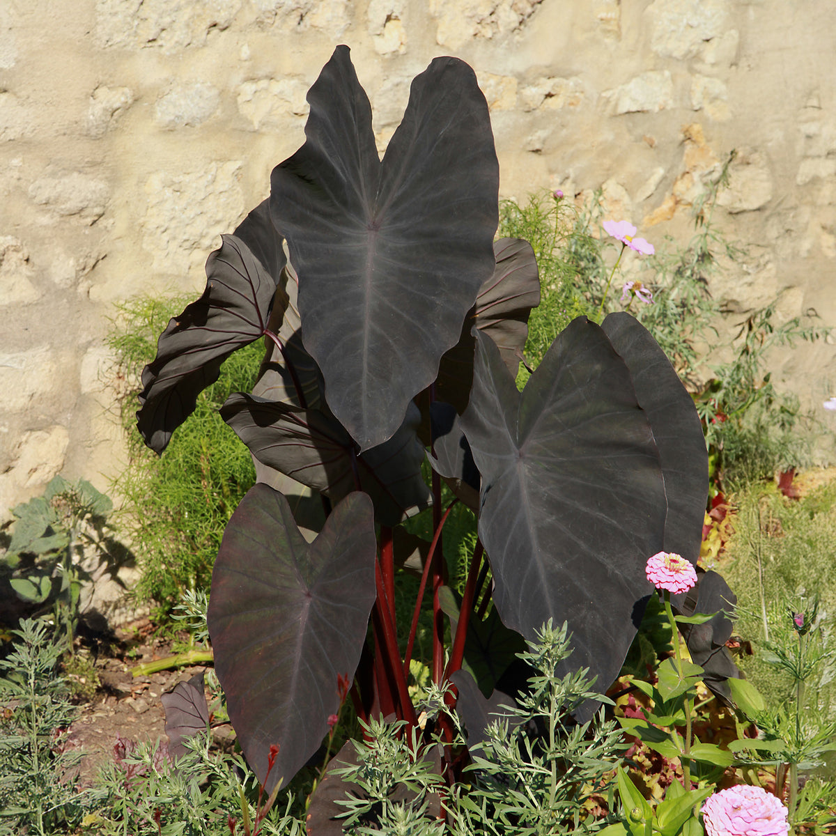 Colocasia rubra Black Magic - Colocasia Black Magic - Plantes de berge