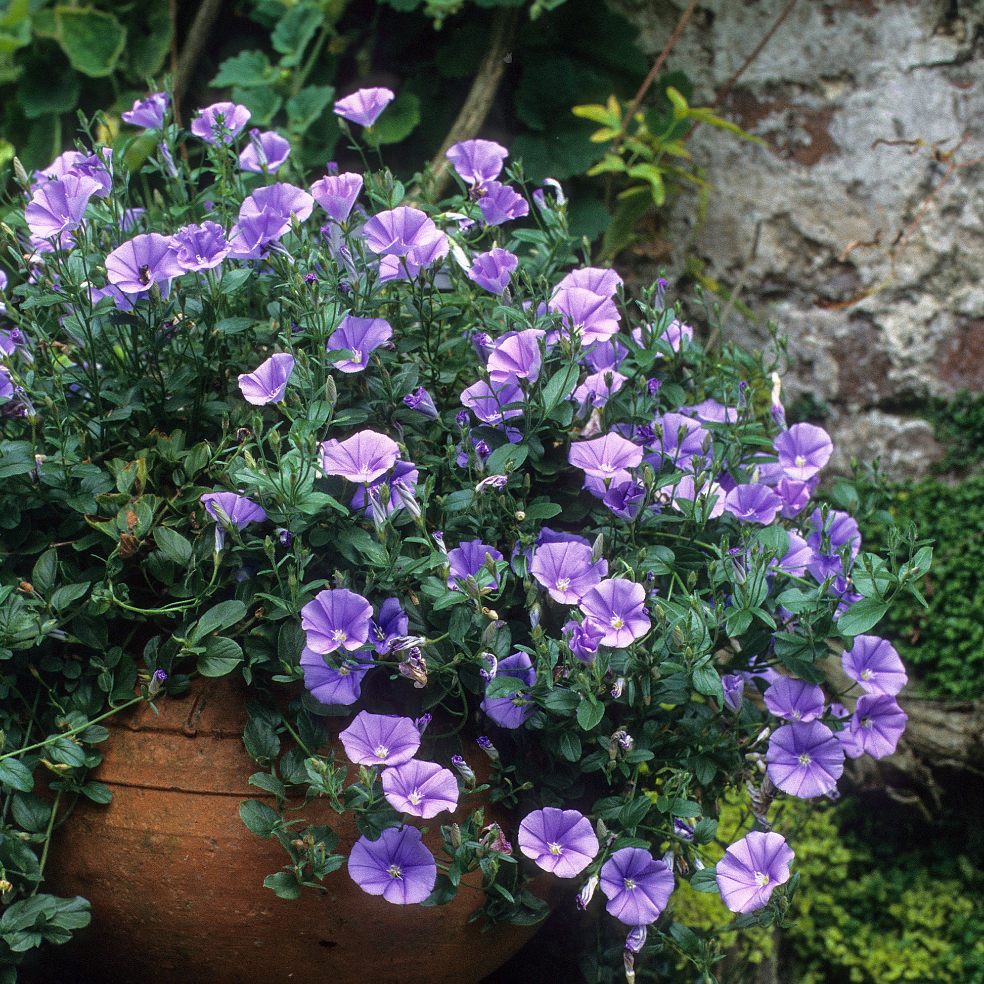 Convolvulus sabatius New Blue ® - Liseron de Mauritanie New Blue® - Plantes couvre-sol