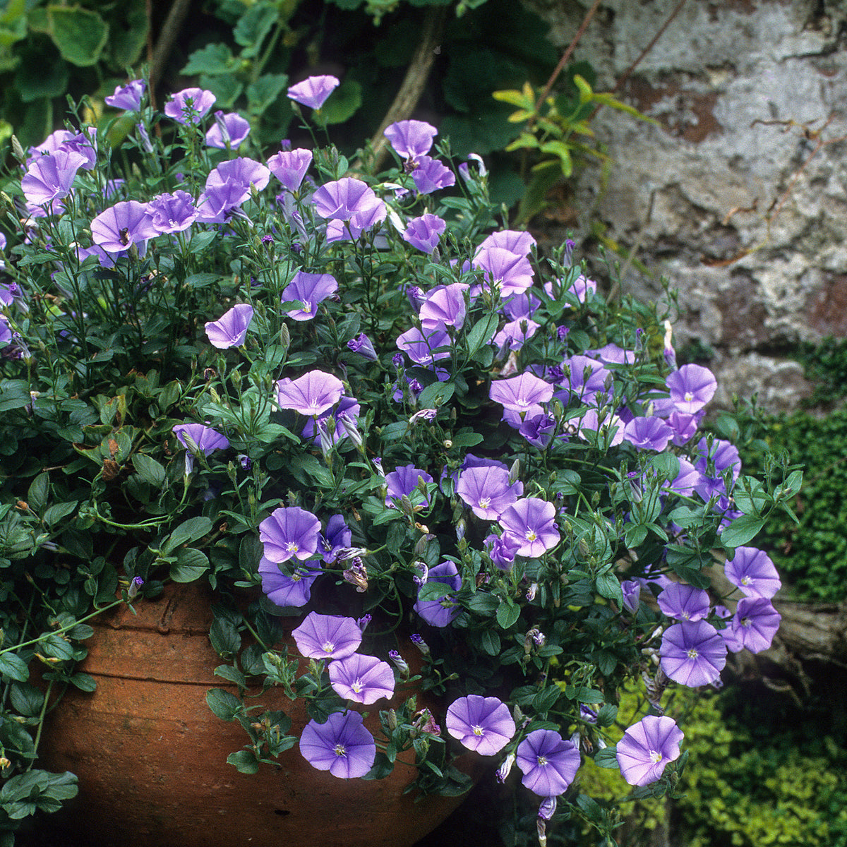 Convolvulus manati Deep Blue - Liseron de Mauritanie New Blue® - Plantes couvre-sol