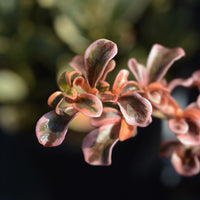 Coprosma Evening Glow ® - Coprosma Evening Glow ® - Arbustes à feuillage persistant