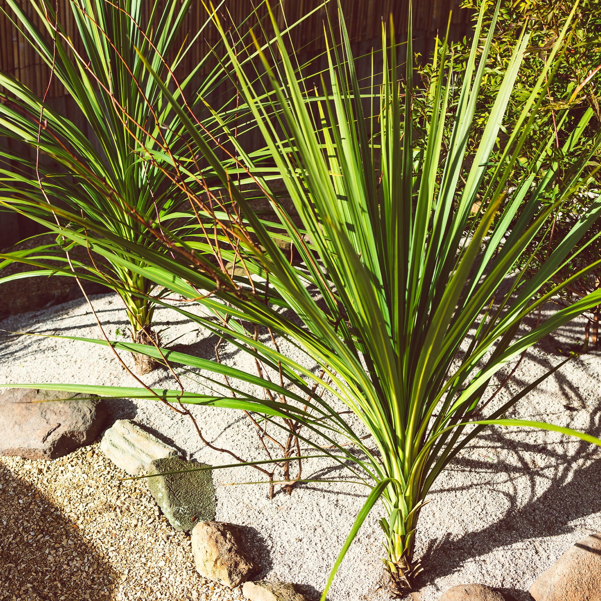 Cordyline australis - Cordyline australe - Plantes vivaces