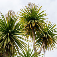 Cordyline australe - Cordyline australis - Bakker