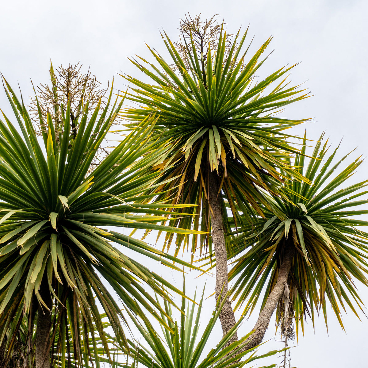 Cordyline australe - Cordyline australis - Bakker