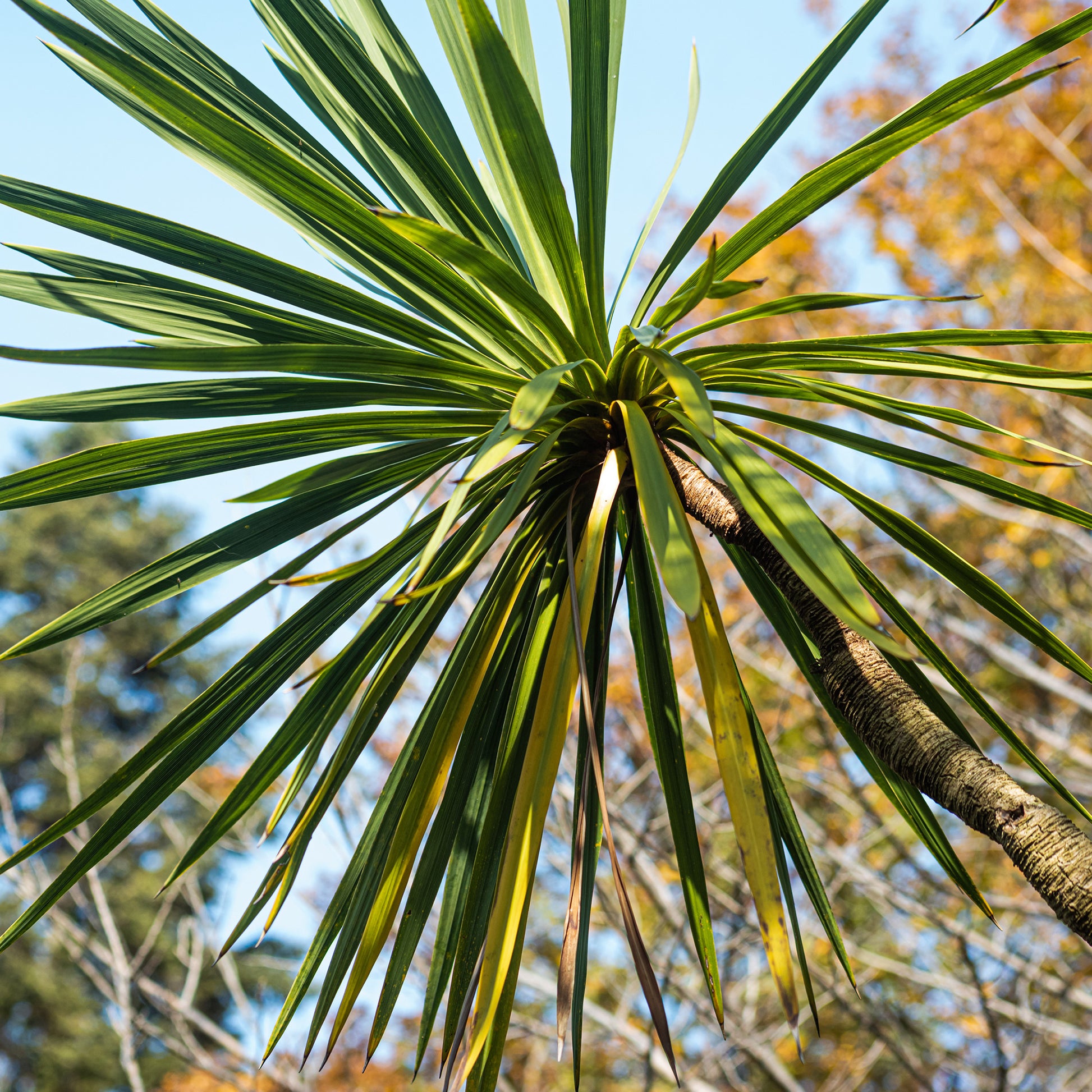 Plantes vivaces - Cordyline australe - Cordyline australis