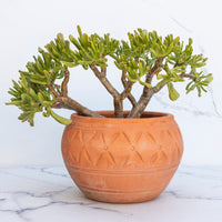 Crassula ovata Gollum - Crassula ovata Gollum - Bakker