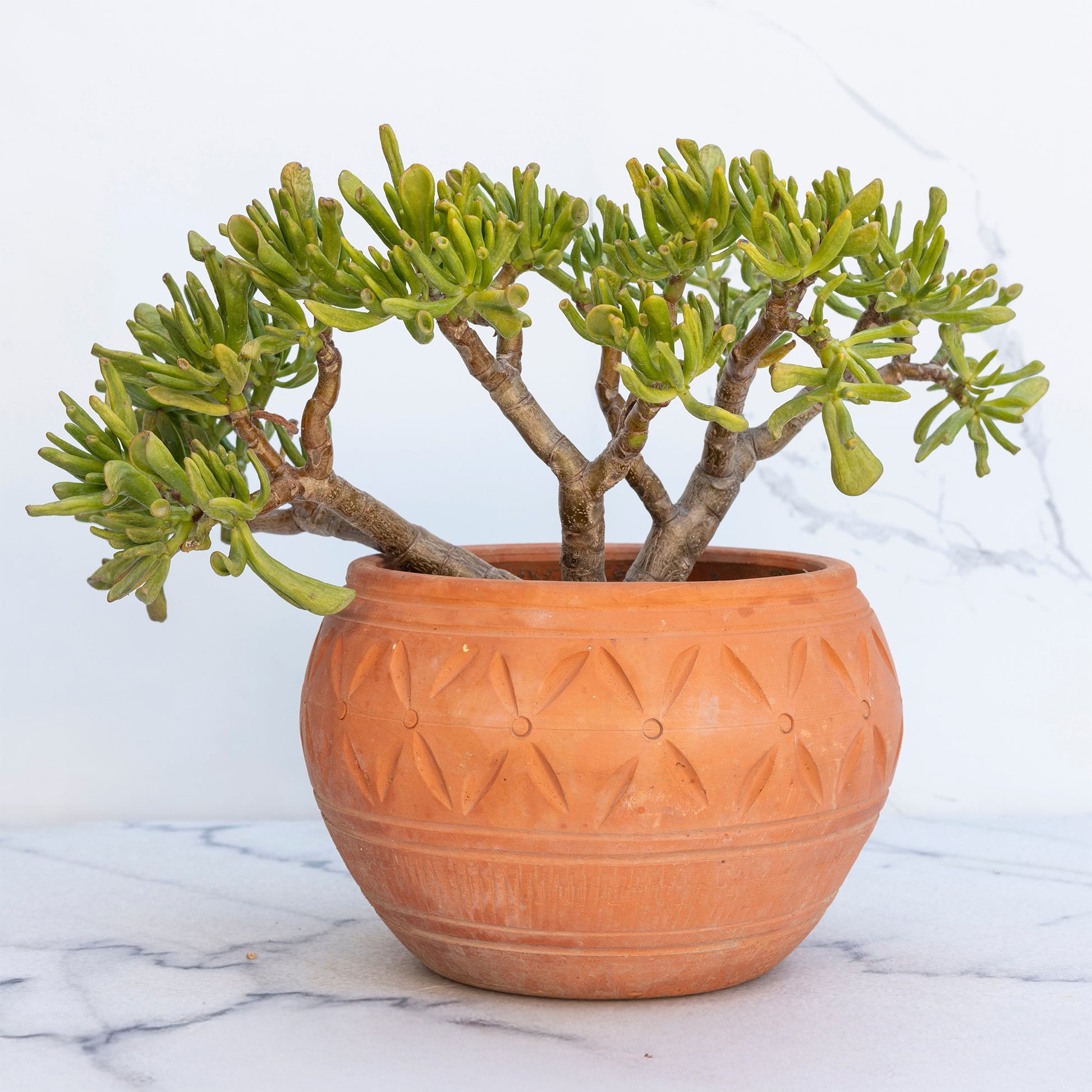 Crassula ovata Gollum - Crassula ovata Gollum - Bakker