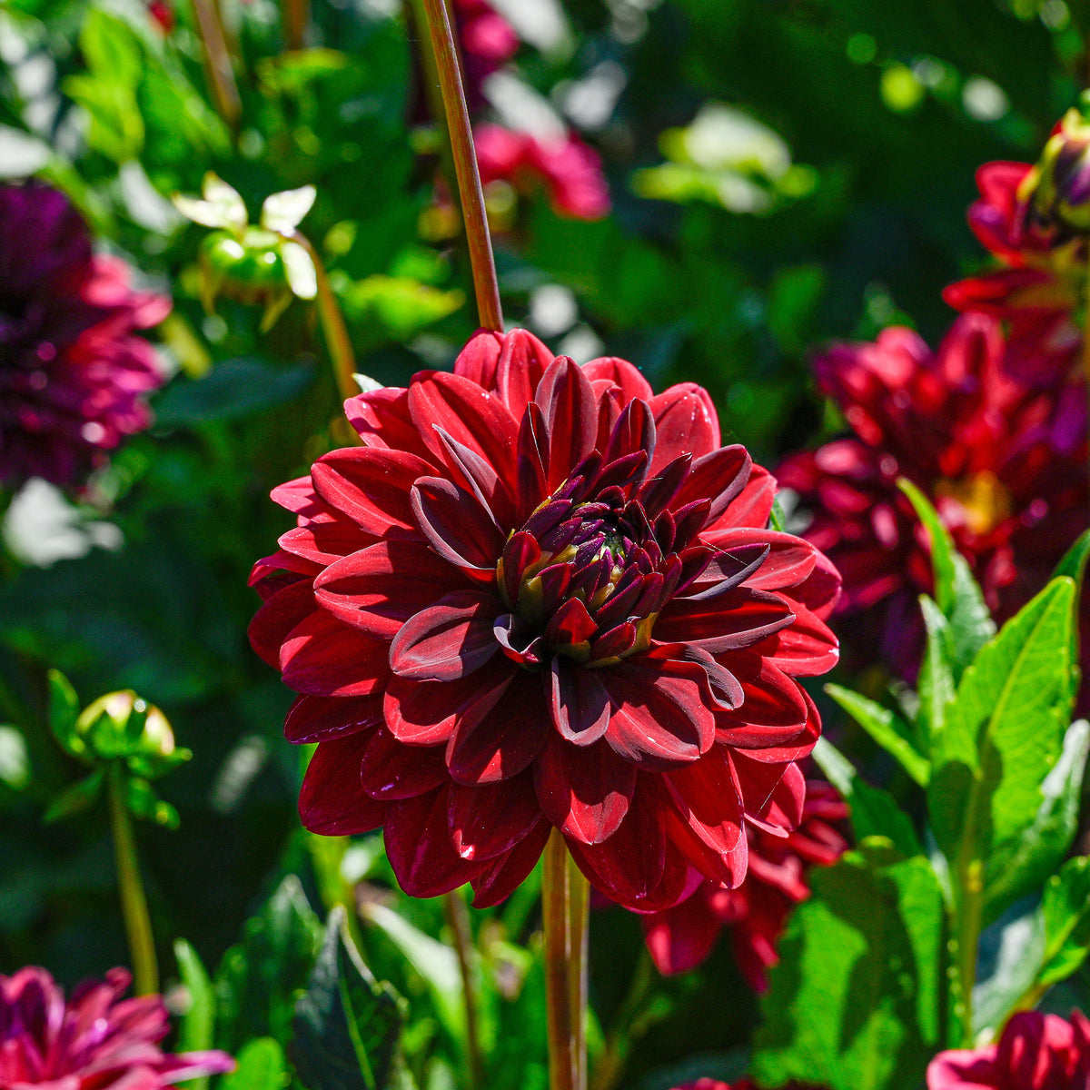 Dahlia Arabian Night - Dahlia décoratif Arabian Night - Bulbes de Dahlia