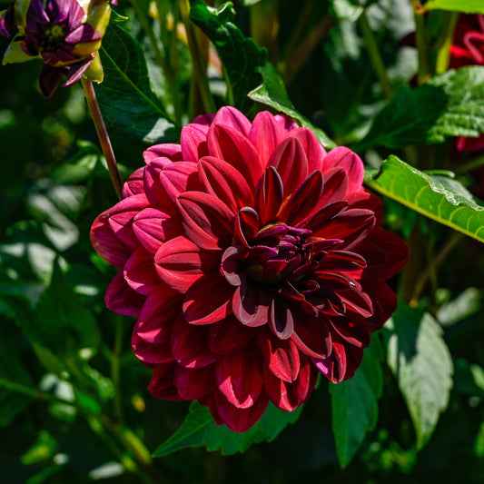 Dahlia décoratif Arabian Night - Bakker