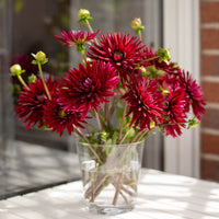 Dahlia Black Narcissus - 3 Dahlias cactus Black Narcissus - Bulbes de Dahlia