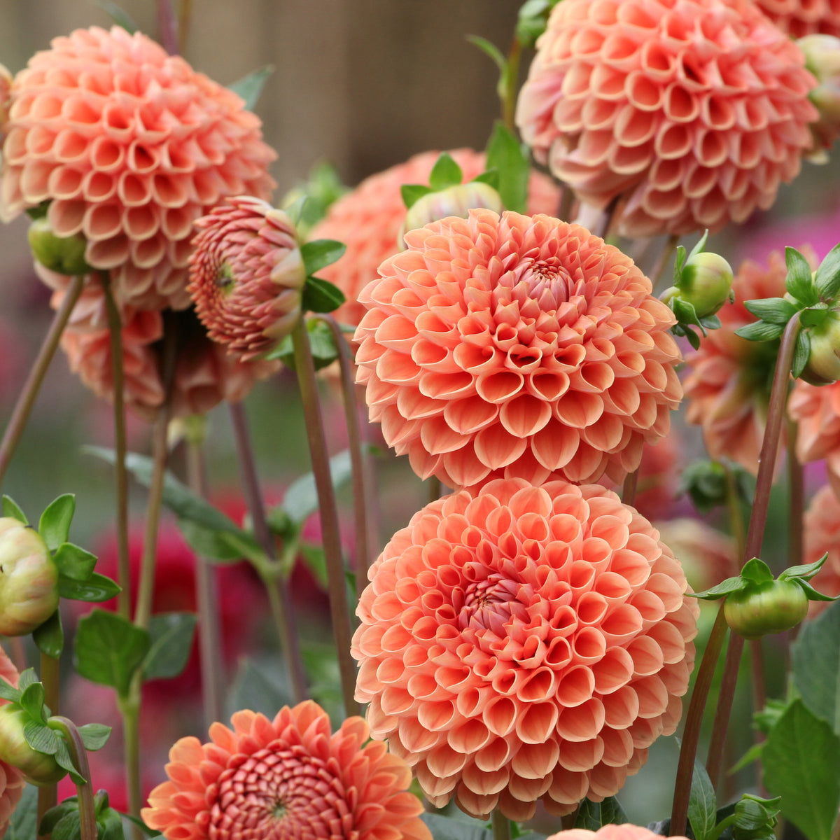 Dahlia ball Cornel Bronze - Dahlia Cornel Brons - Bakker