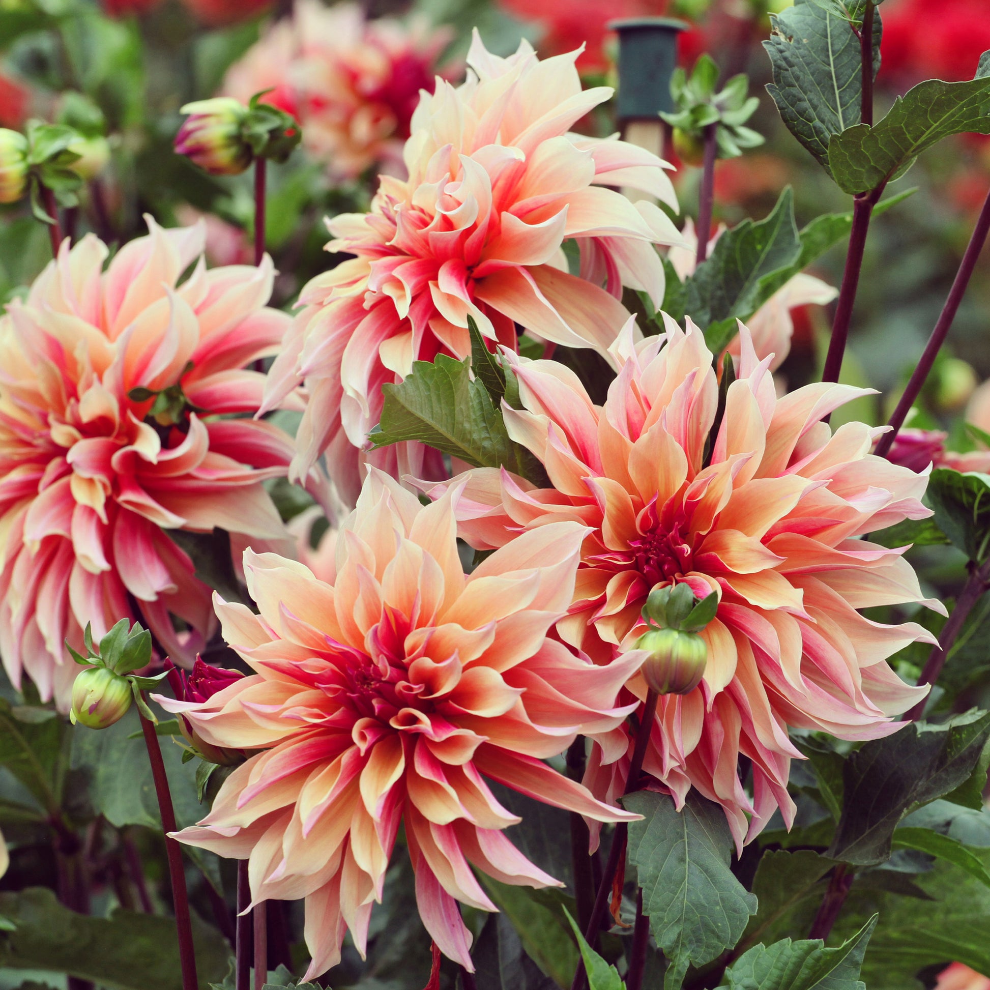 Dahlia décoratifs  Labyrinth - Dahlia Labyrinth - Bakker