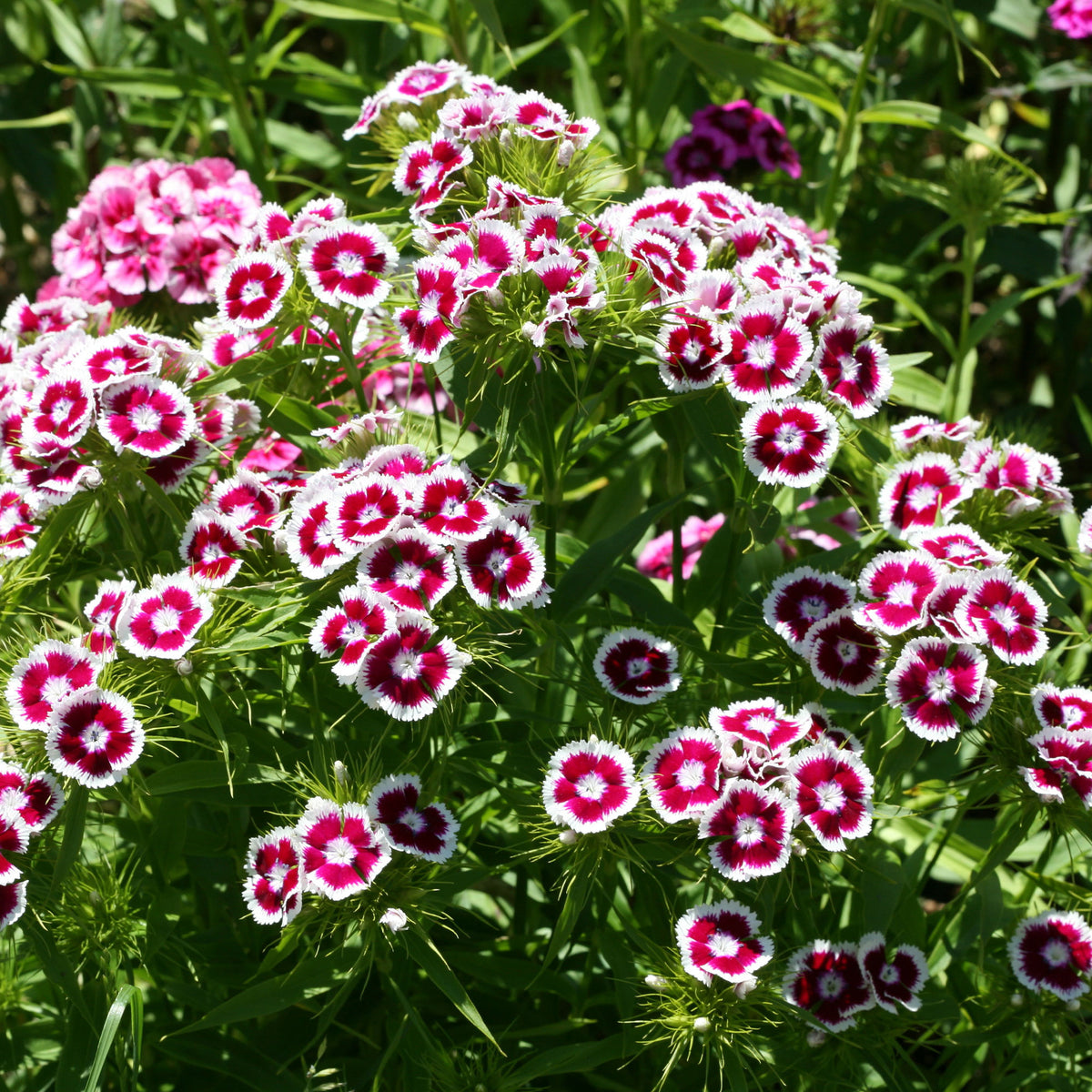 Dianthus barbatus Barbarini Purple Picotee - Œillet de poète Barbarini Purple Picotee - Œillet - Dianthus