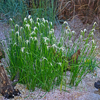 Herbe étoilée - Dichromena colorata - Bakker