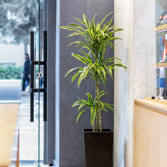 Dracaena Lemon Lime - Bakker