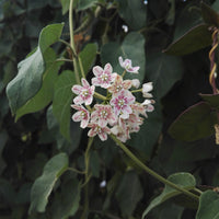 Wattakaka sinensis - Drégée de Chine - Bakker