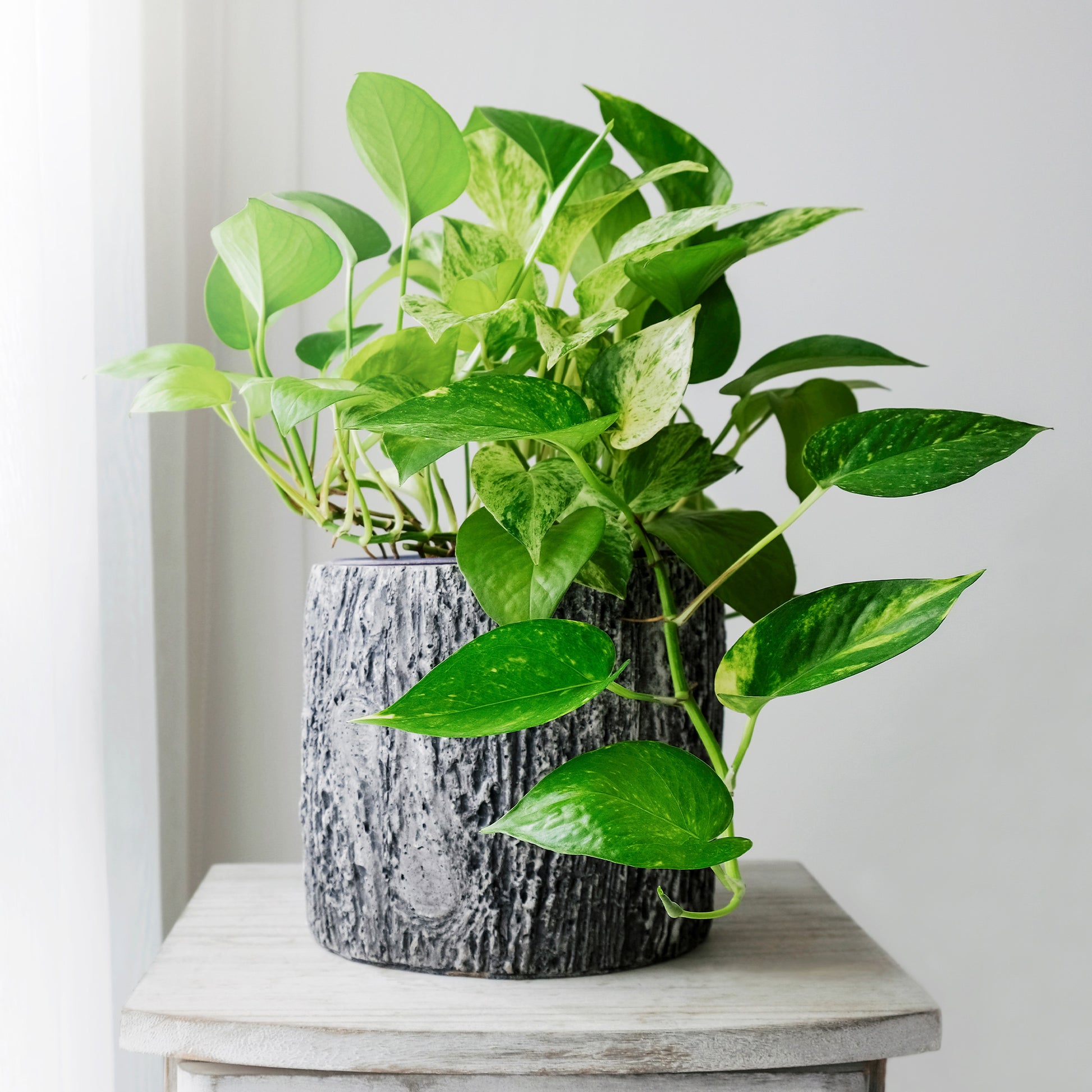 Epipremnum aureum - Bakker