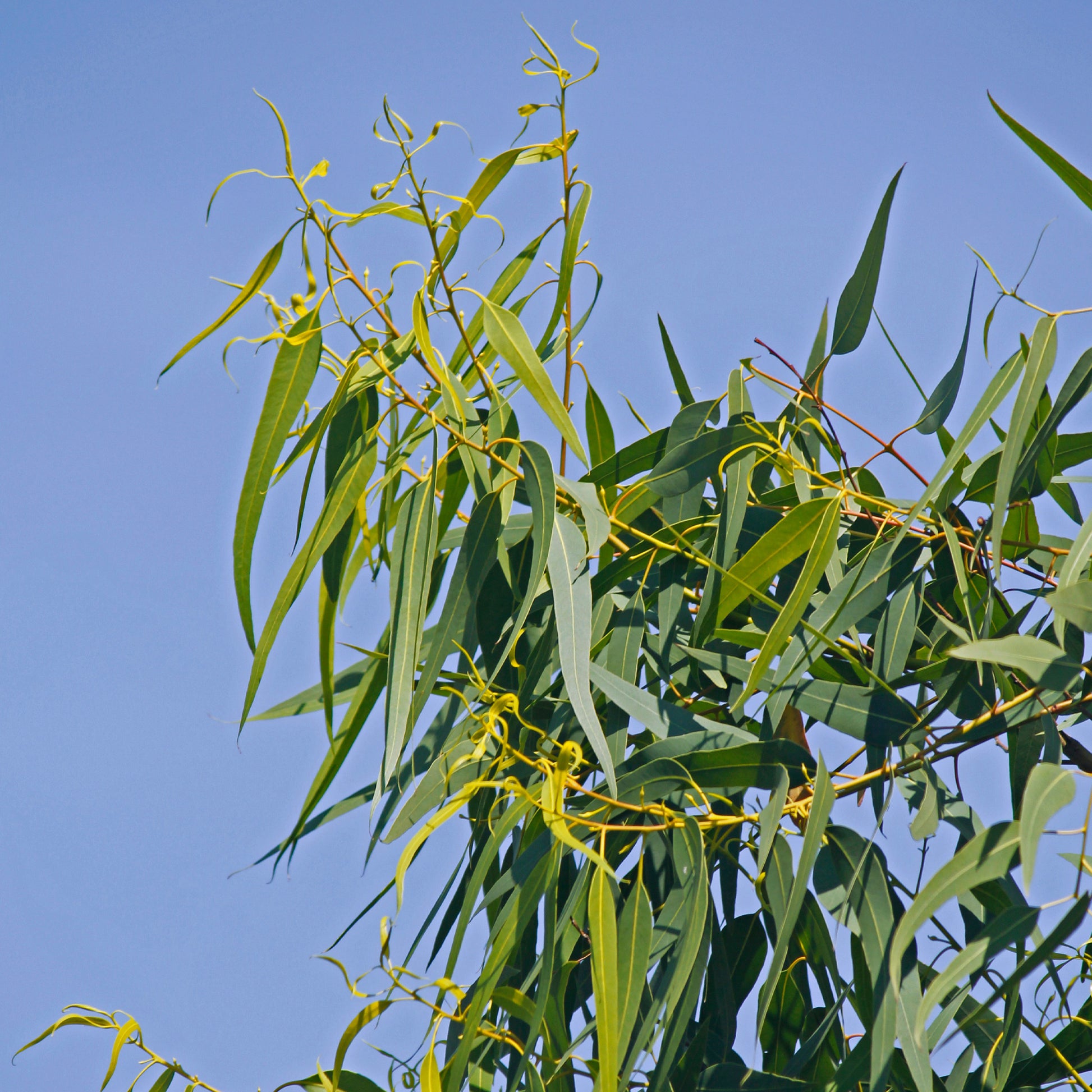 Eucalyptus citronné - Bakker