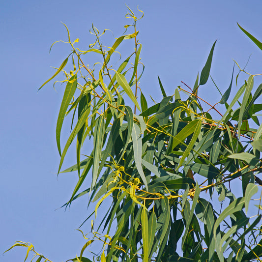 Eucalyptus citronné - Bakker