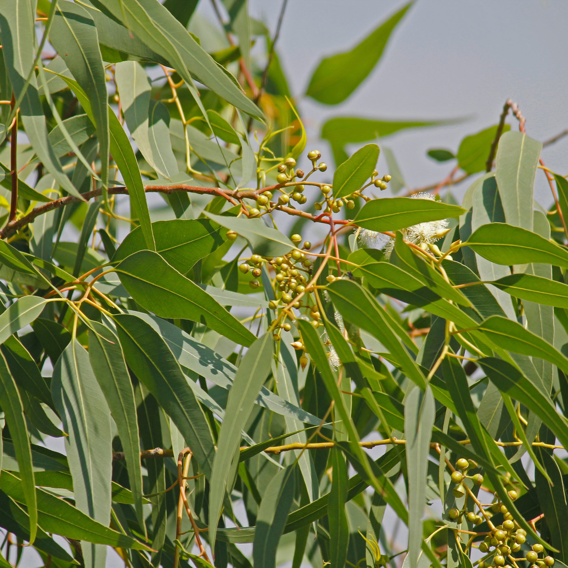 Eucalyptus citronné - Eucalyptus citriodora - Bakker