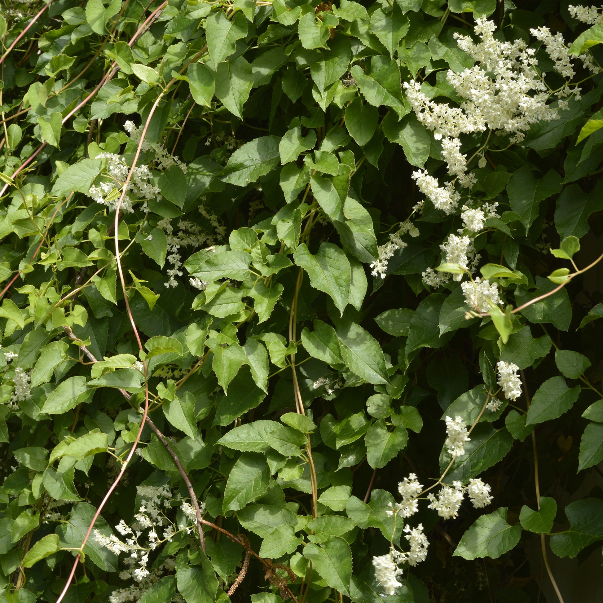 Renouée d'Aubert - Fallopia  - Fallopia aubertii - Bakker