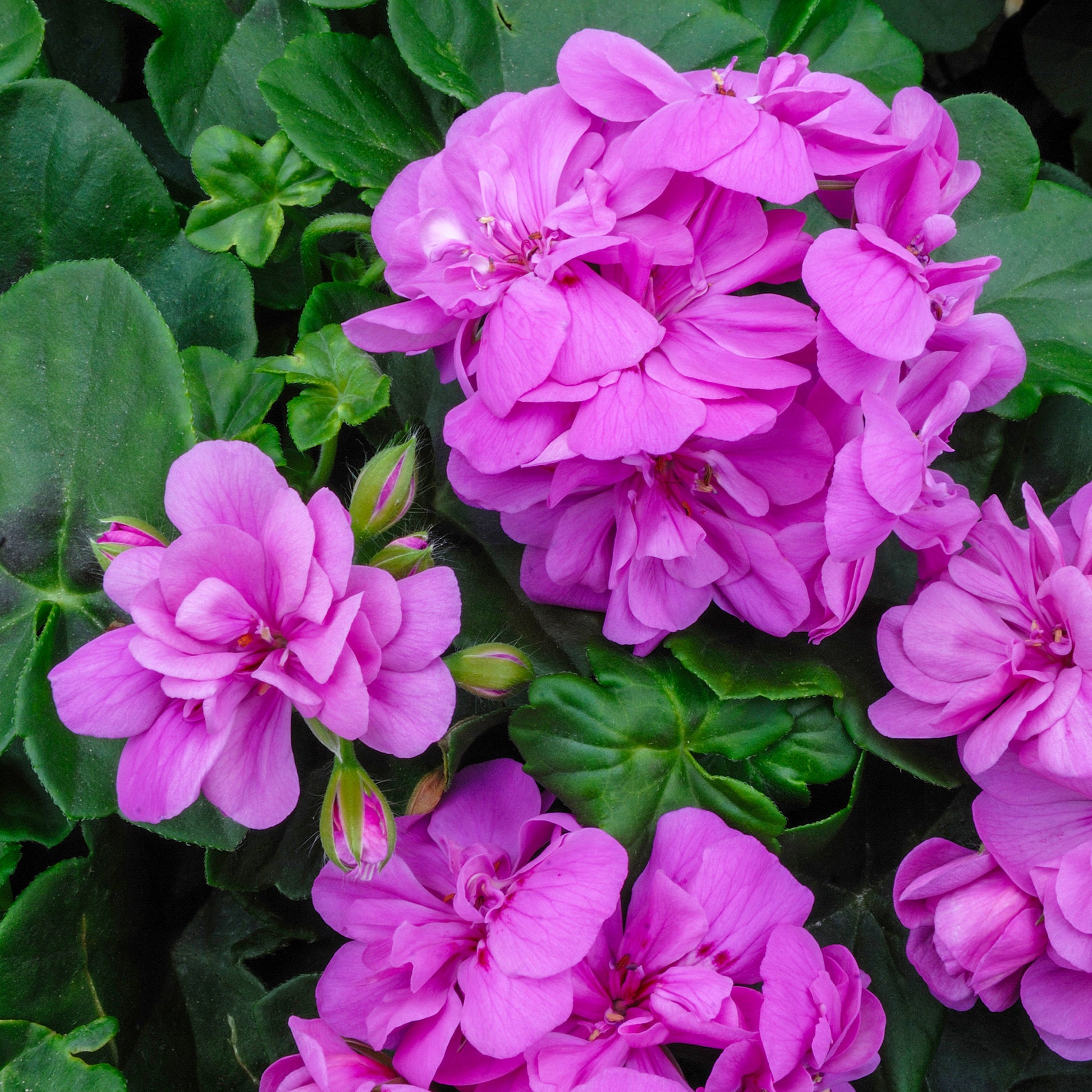 Géranium lierre double Lilas - Bakker