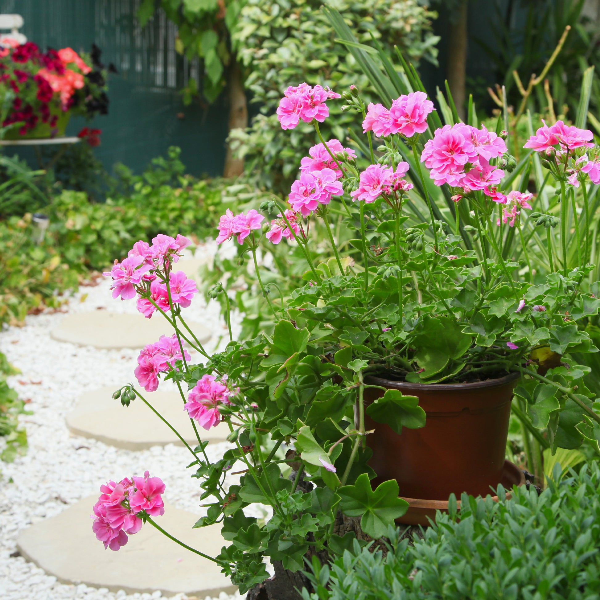 Géranium lierre double rose - Bakker