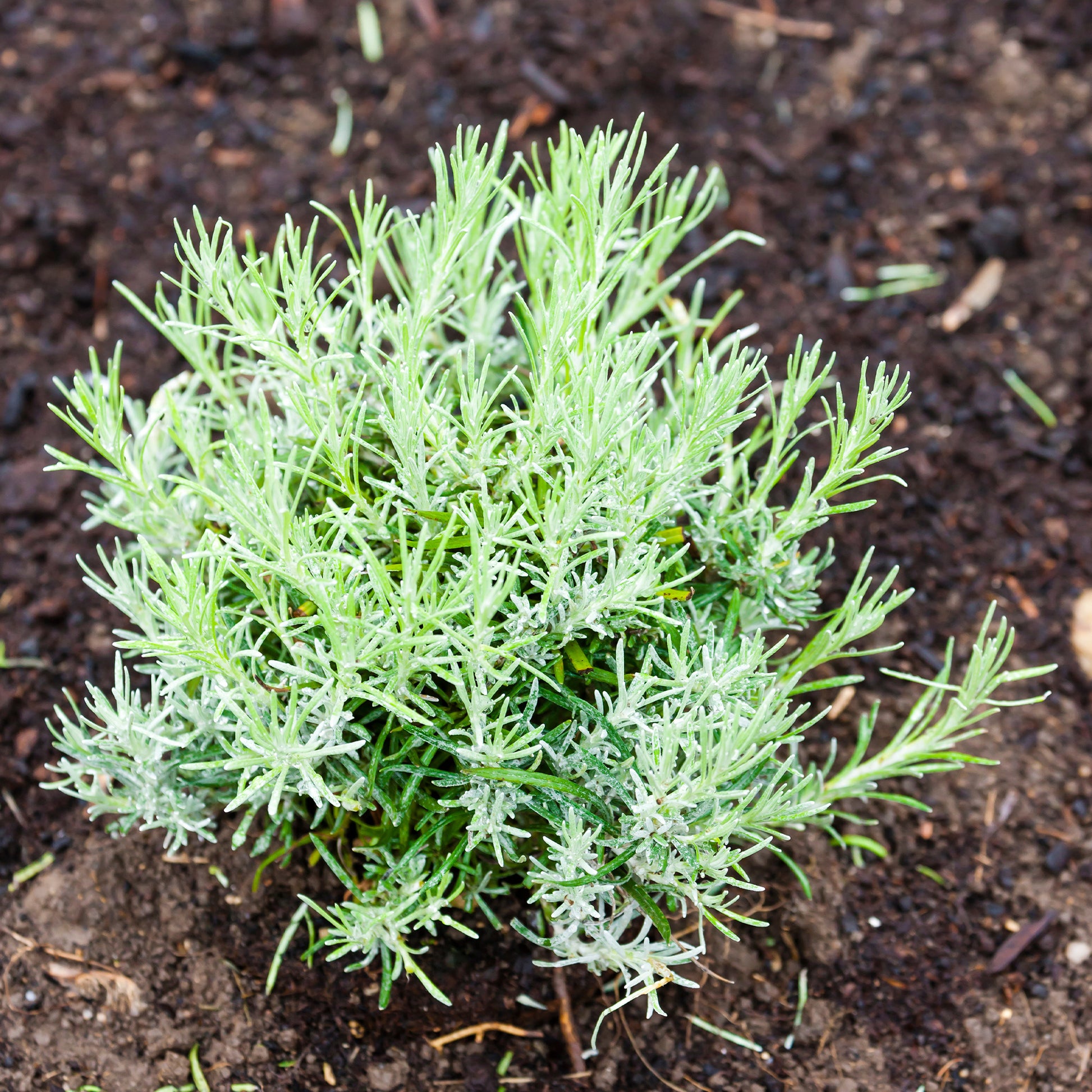 Helichrysum italicum Aladin - Herbe à curry Aladin - Immortelle de Corse - Plantes vivaces