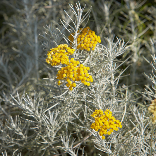 Herbe à curry Aladin - Immortelle de Corse - Bakker