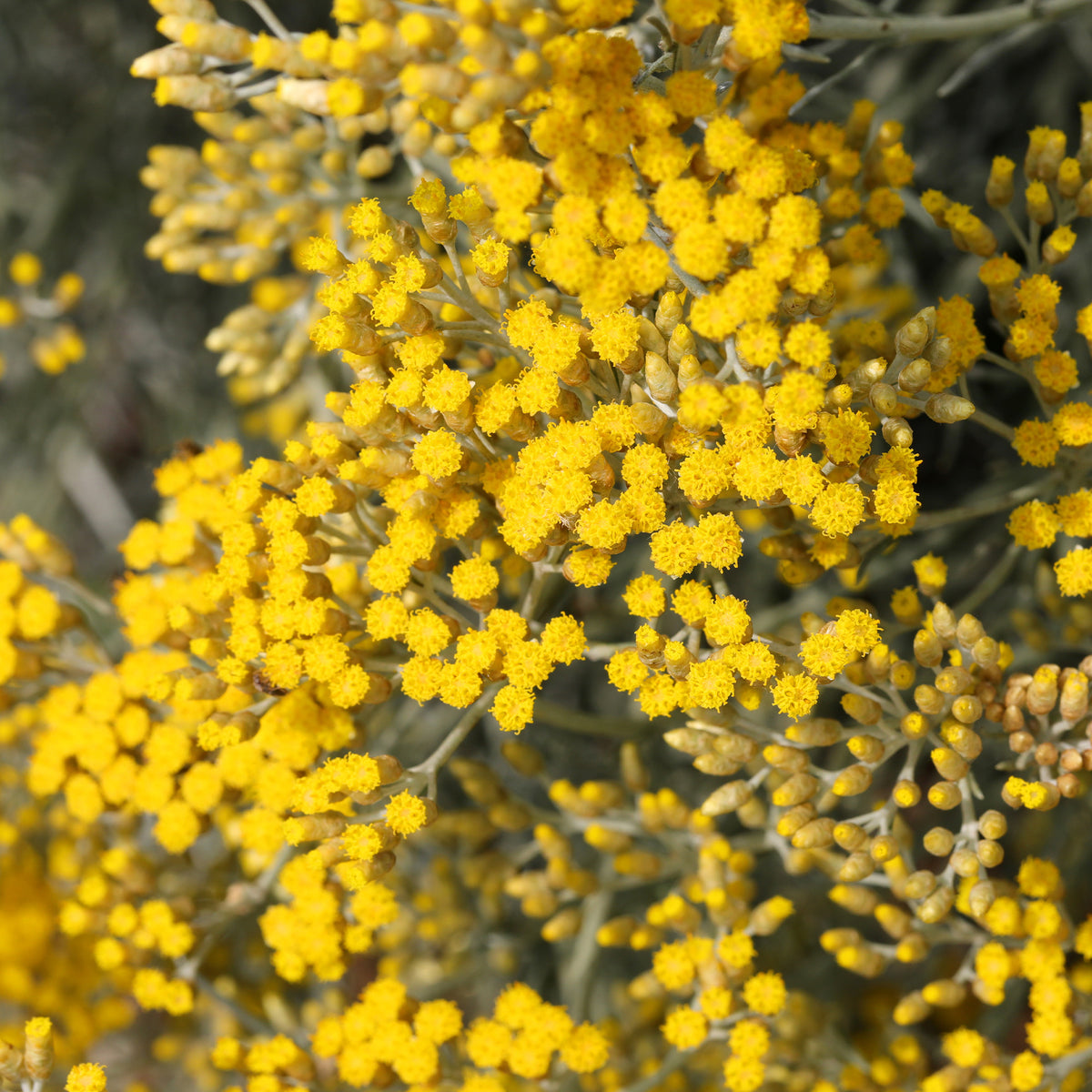 Helichrysum italicum Aladin - Herbe à curry Aladin - Immortelle de Corse - Plantes vivaces