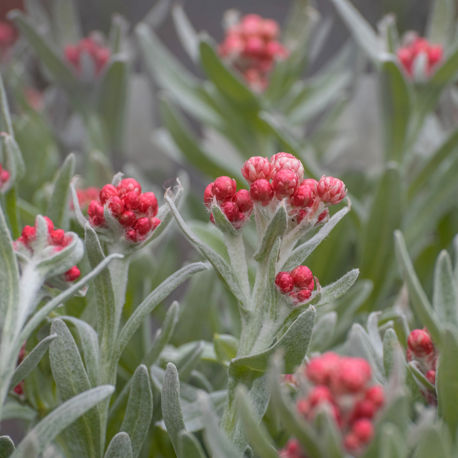 Immortelle de corse Runy Cluster - Helichrysum amorginum Ruby Cluster ® - Bakker