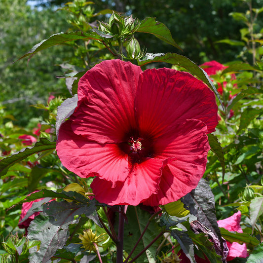 Hibiscus des marais Carrousel® Geant Red - Bakker