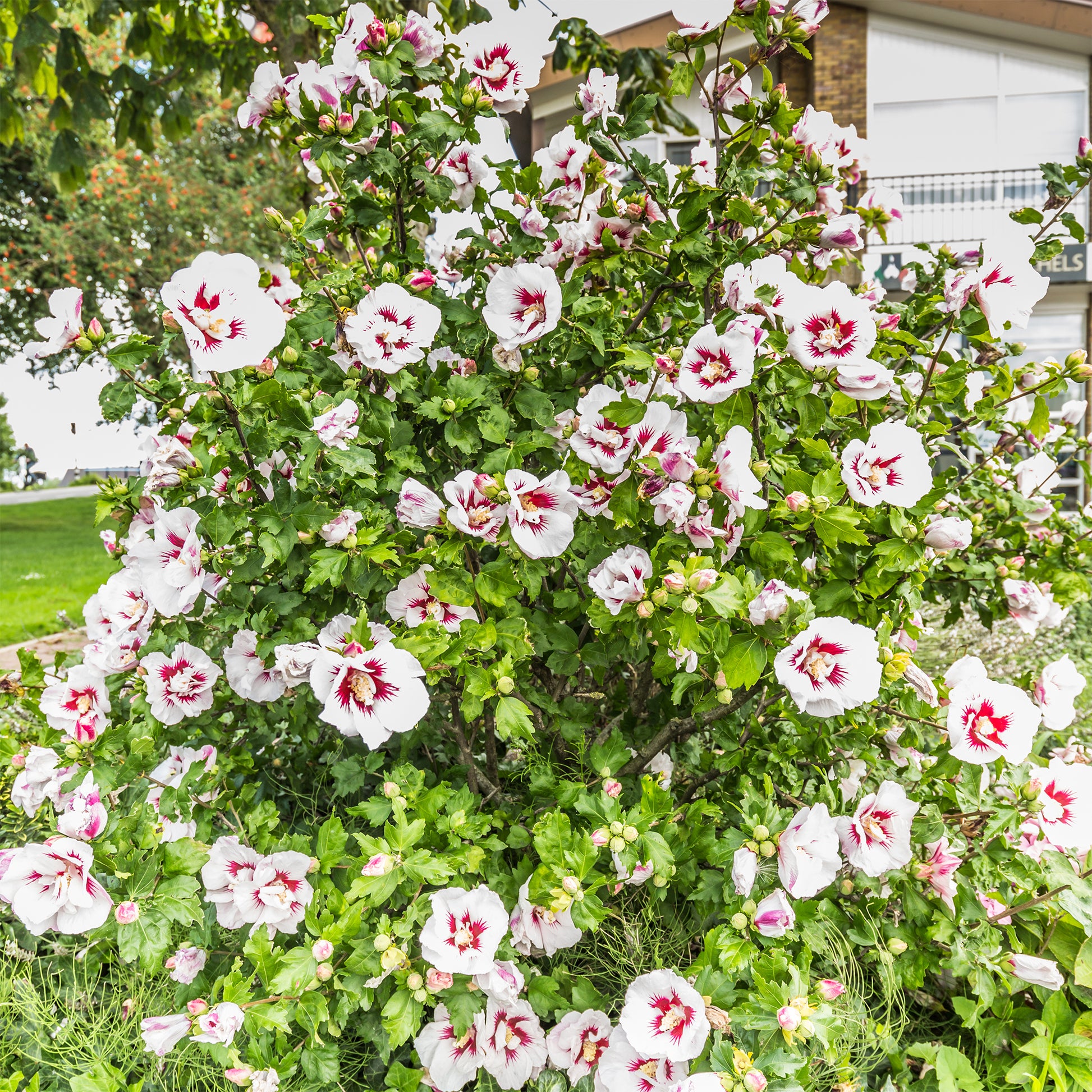 Hibiscus Hamabo - Bakker