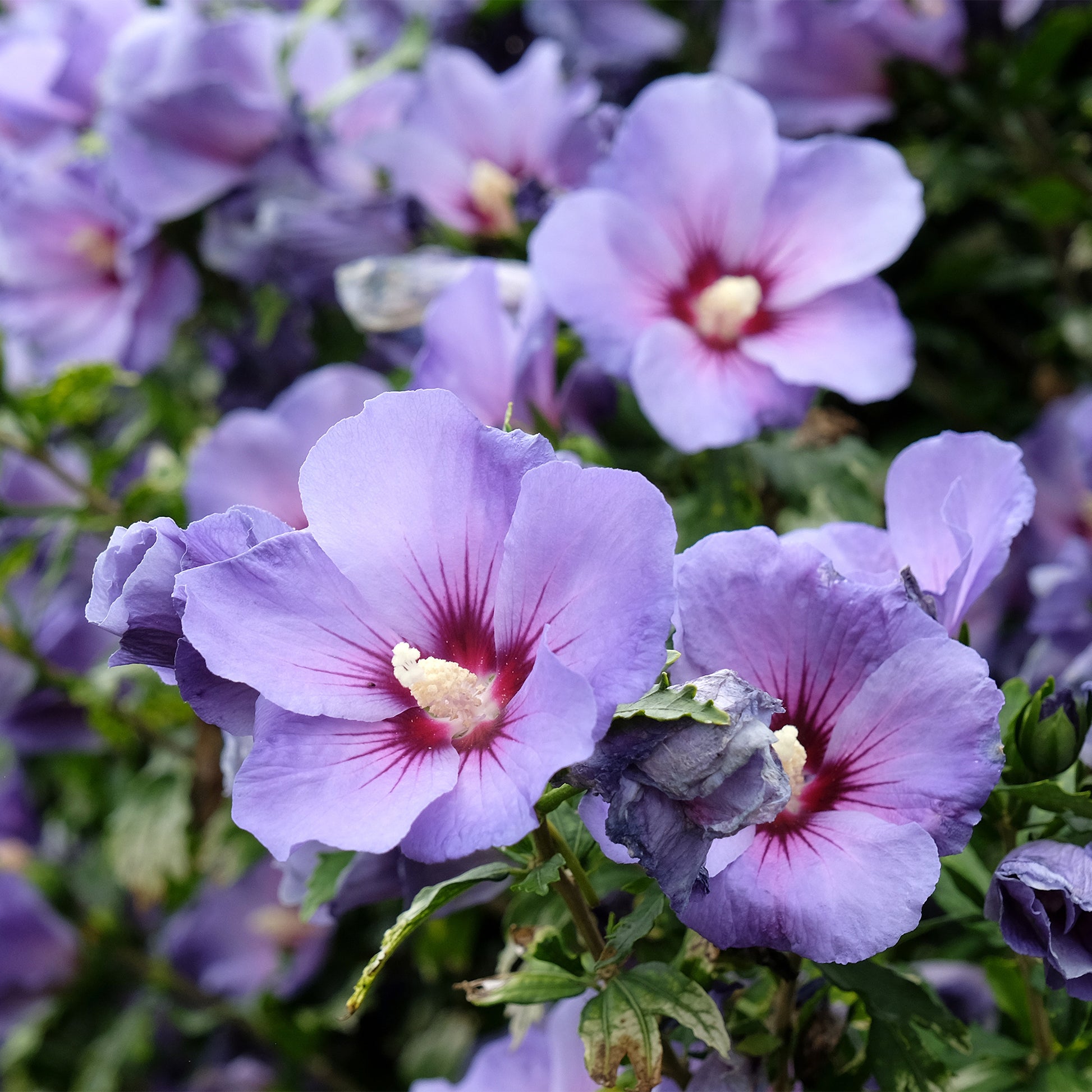 Hibiscus Oiseau Bleu - Bakker