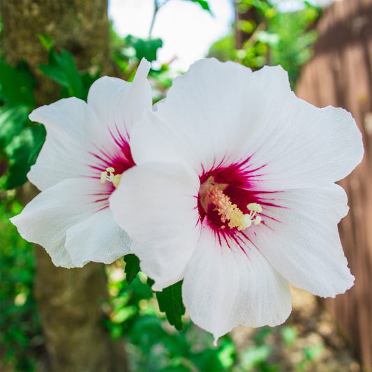 Hibiscus Red Heart - Bakker