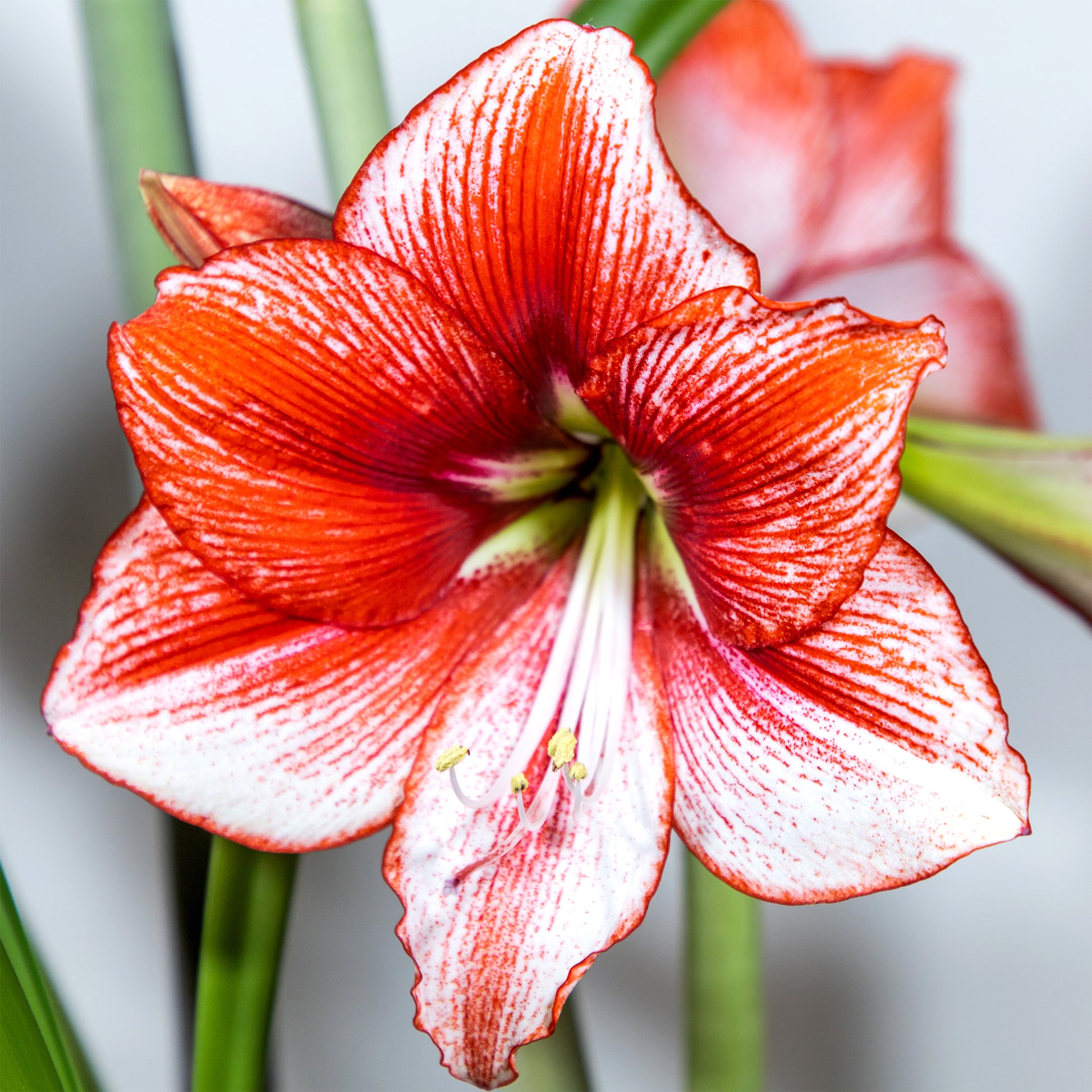 Amaryllis Showmaster - Bakker