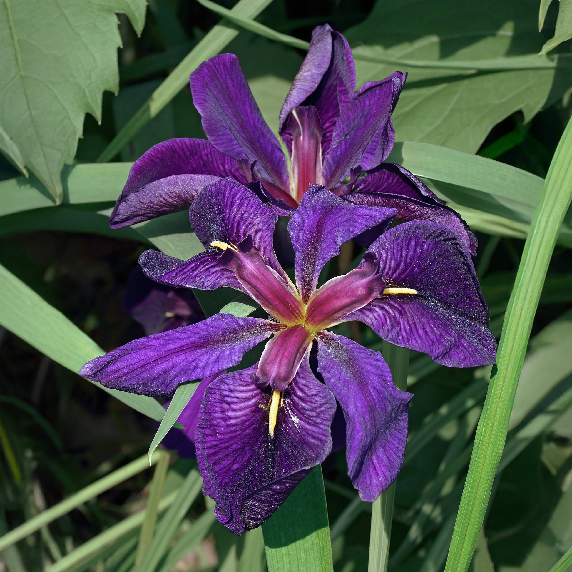 Iris de Louisiane Black Gamecock - Bakker